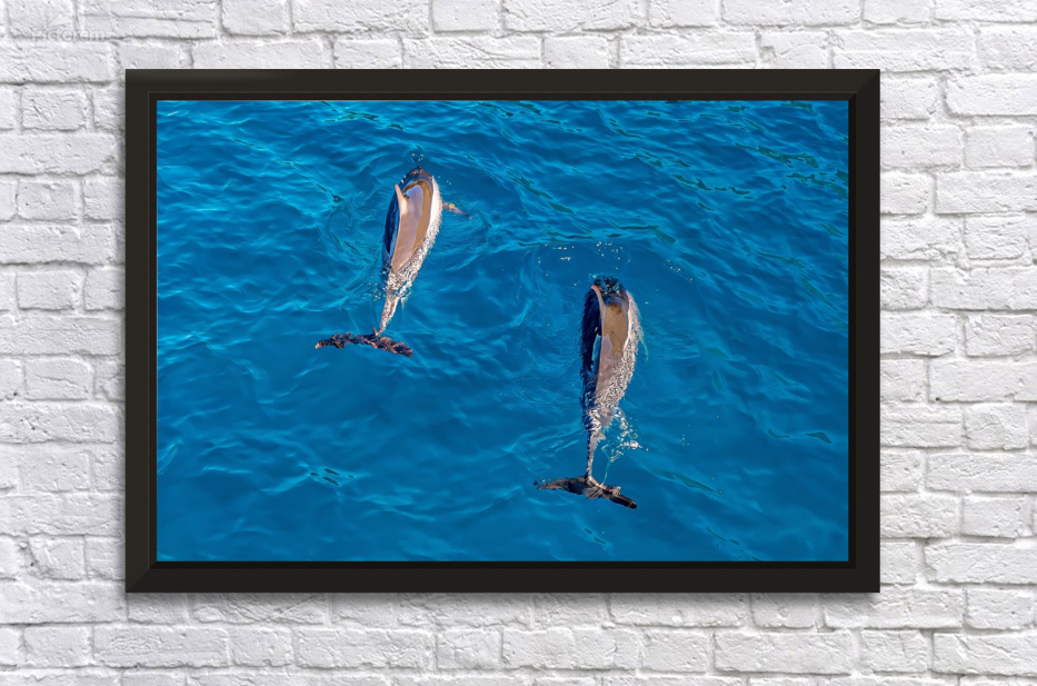 Twin Currents Hawaiian Dolphins in Perfect Sync by Tropical Dreams Photography