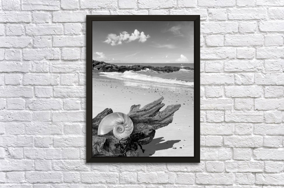 Driftwood and Shells Black and White by Gill Billington