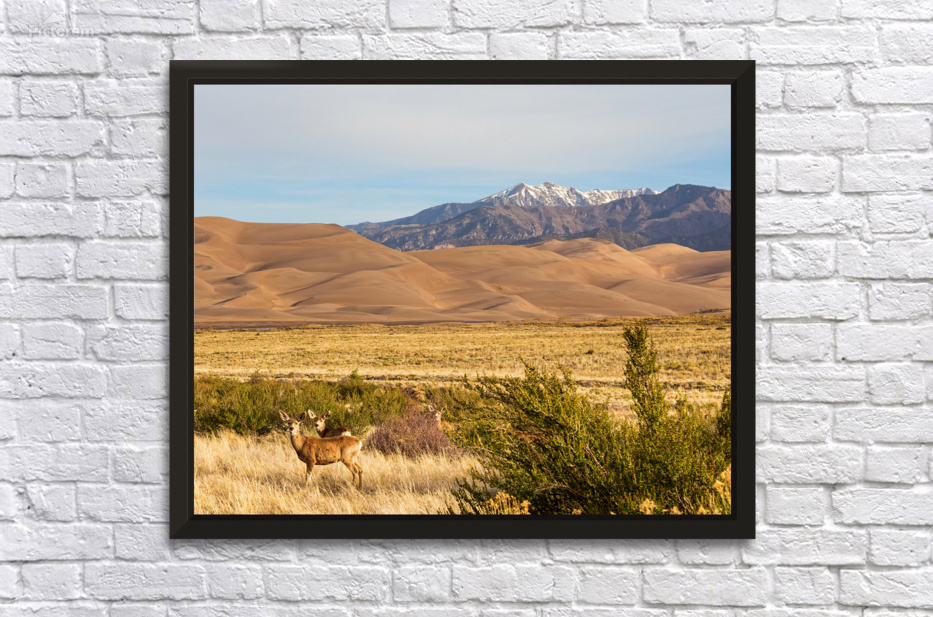 Deer And The Great Colorado Sand Dunes by Bo Insogna