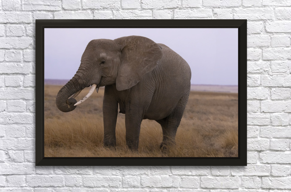 African Elephant 1234 by Robert Burnett
