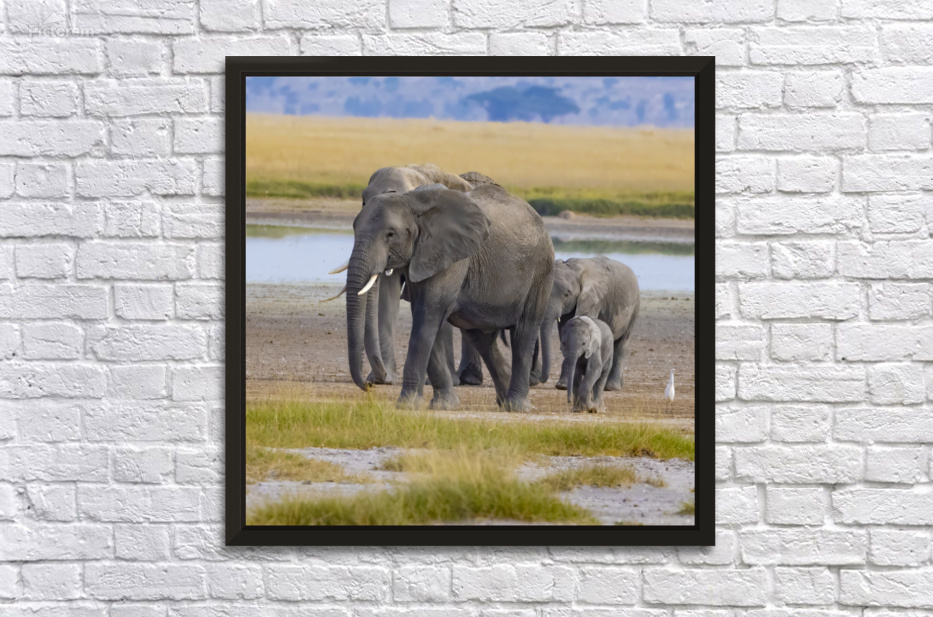 African Elephant 1402 by Robert Burnett