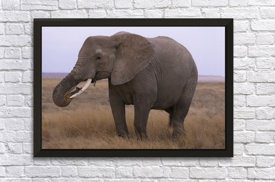 African Elephant 1229 by Robert Burnett