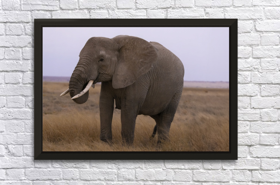 African Elephant 1233 by Robert Burnett
