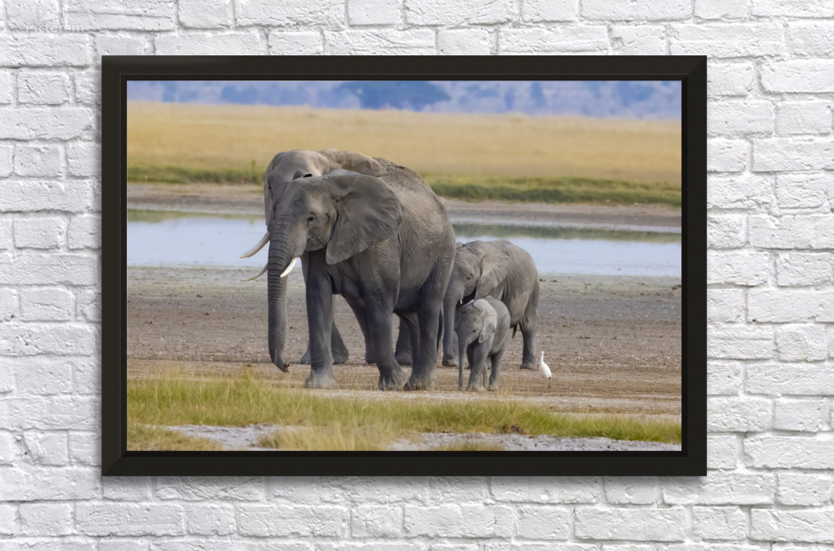 African Elephant 1401 by Robert Burnett