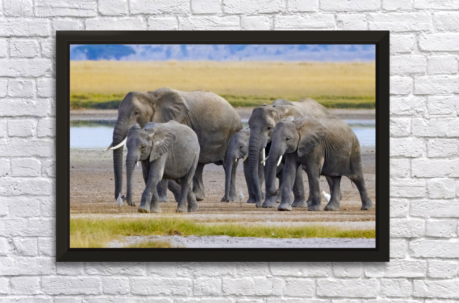 African Elephant 1405 by Robert Burnett