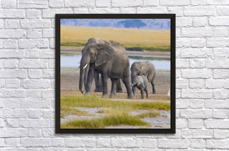 African Elephant 1403 by Robert Burnett