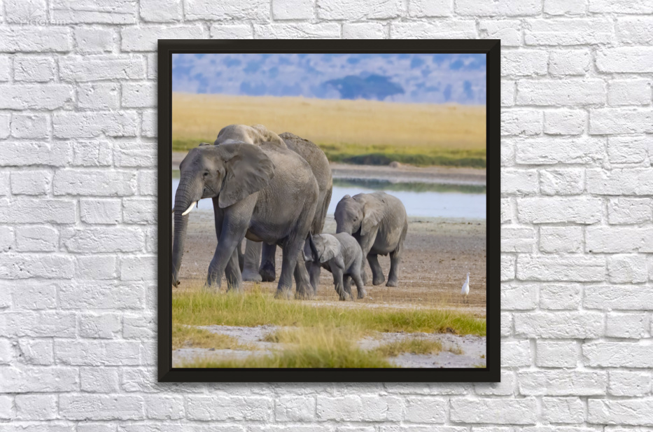 African Elephant 1404 by Robert Burnett