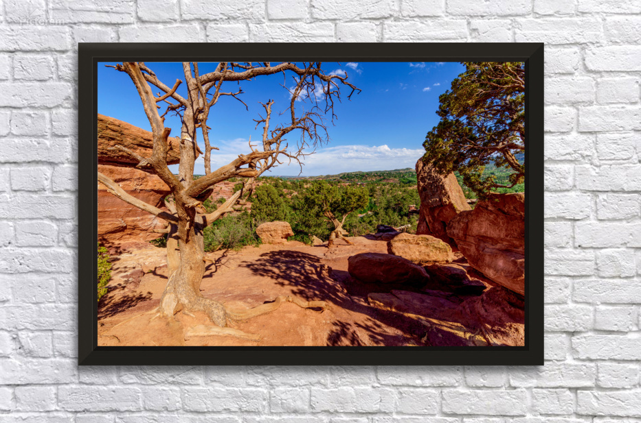 Twisted Wonder Near Balanced Rock Colorado by Jennifer White