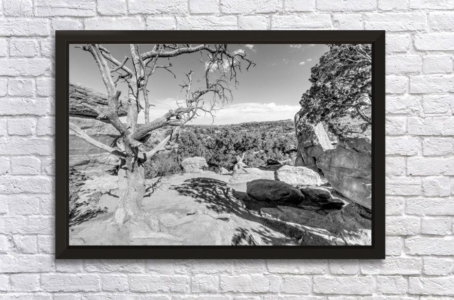Twisted Wonder Near Balanced Rock Colorado by Jennifer White