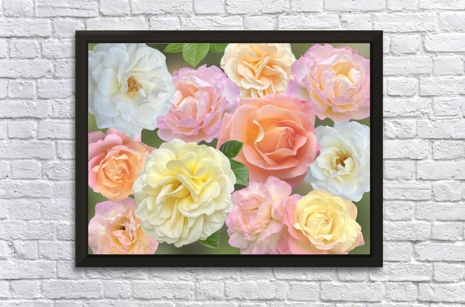 Pastel Roses by Gill Billington