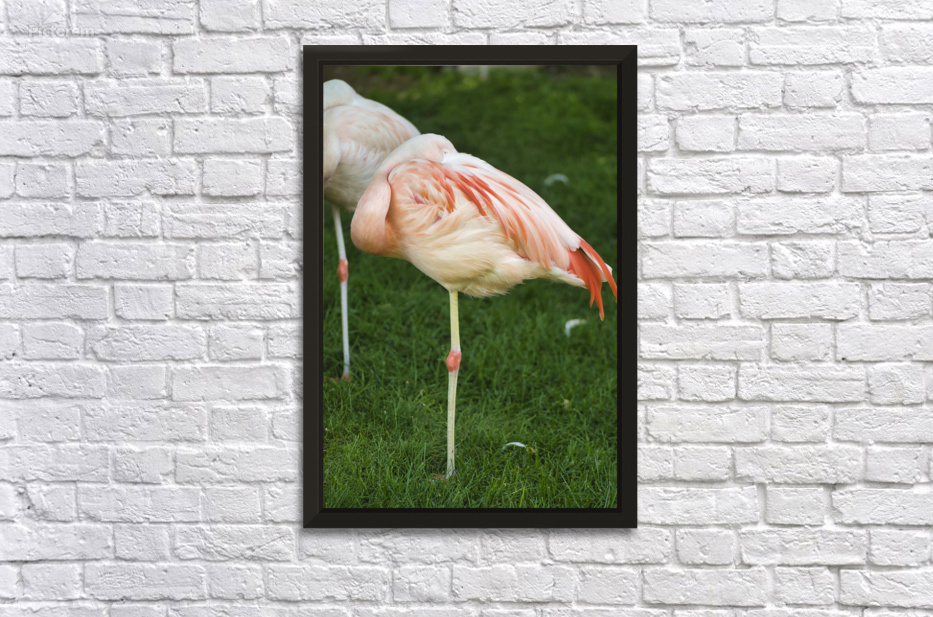 Flamingo by A Flicker In Time Photography