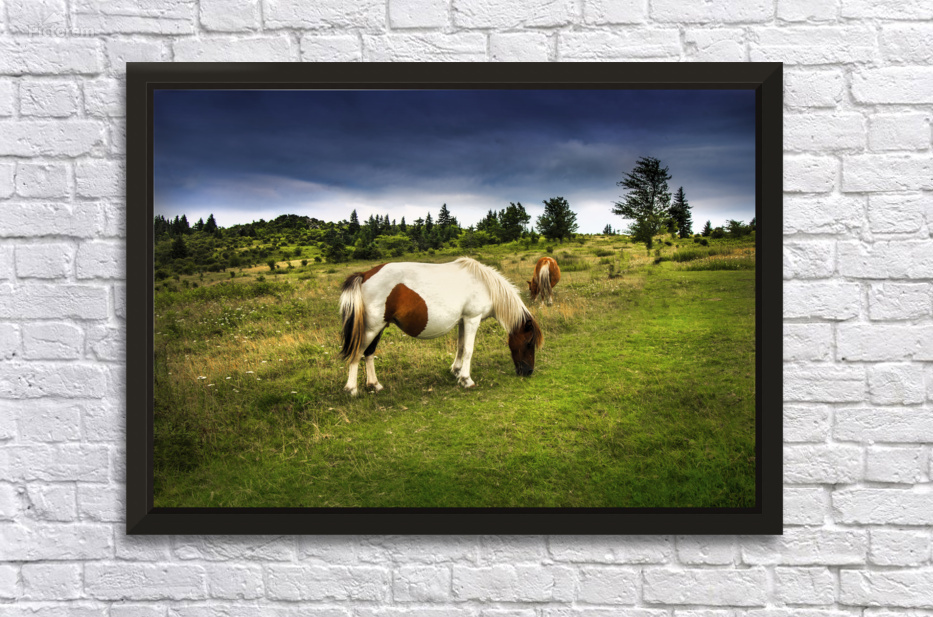 Grayson Highlands Wild Ponies under Stormy Skies by Shelia Hunt Photography