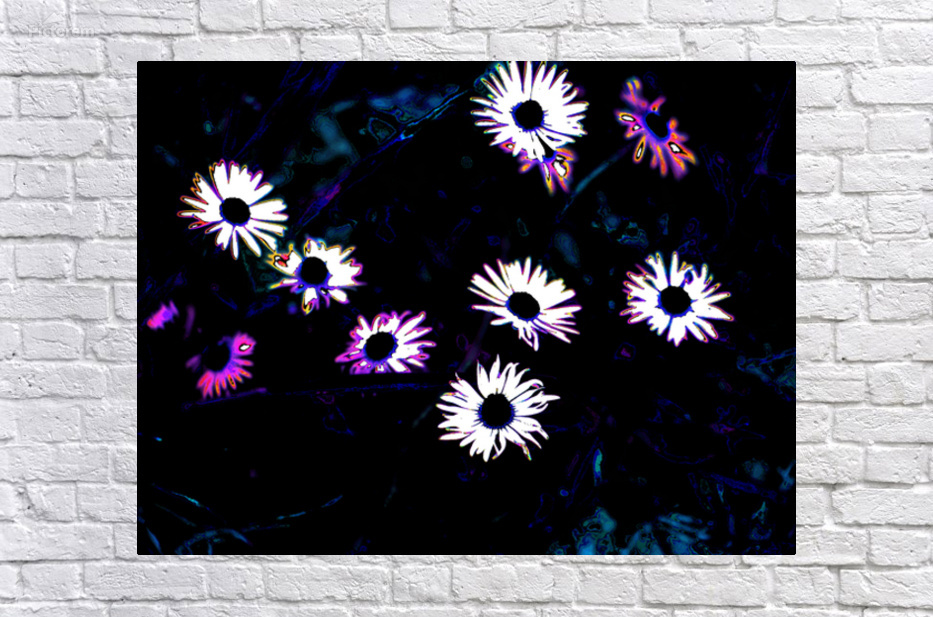 Abstract Colourful Daises in the Darkness                                                                                                                      by Catriona Roberts Nature Photography and Designs