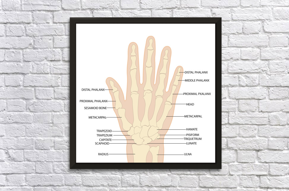 Human hand anatomy  by Towseef Dar