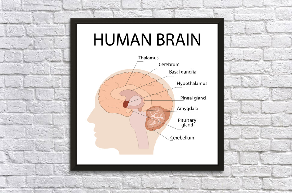 Human brain by Towseef Dar