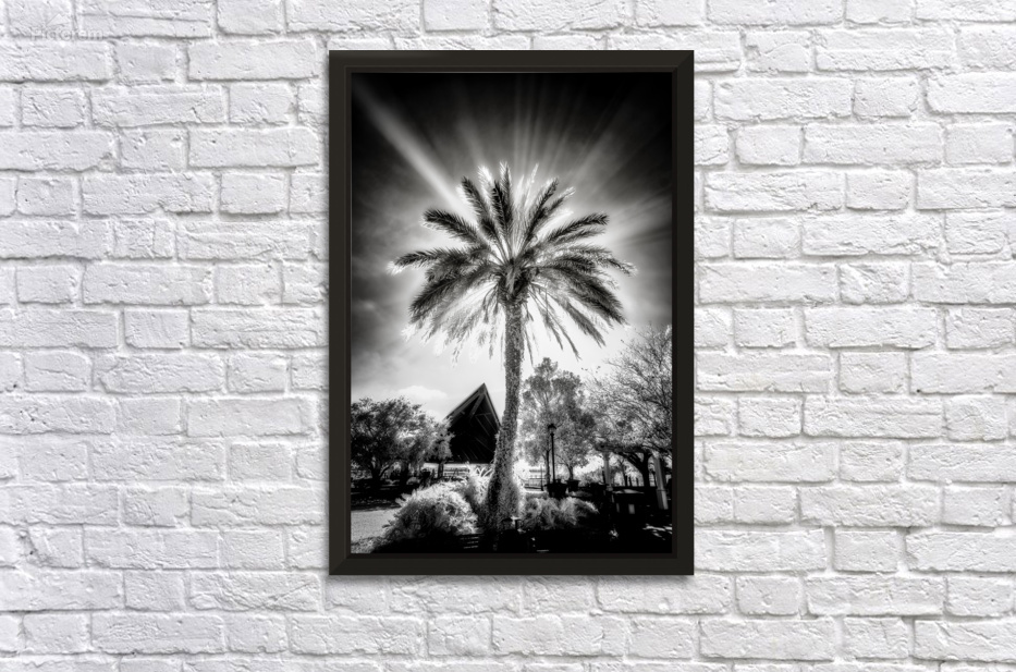 Halo of Fronds by Dream World Images