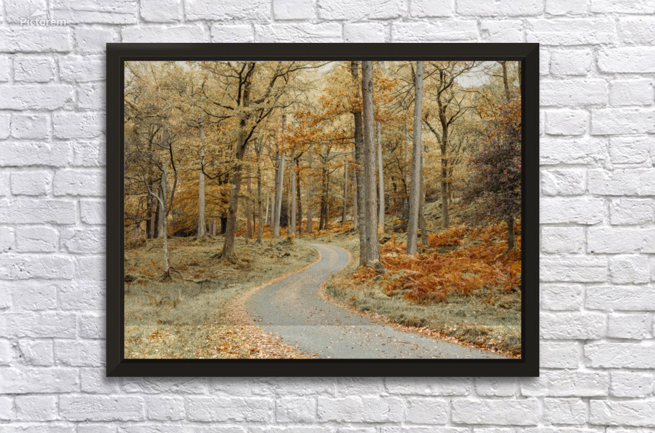 Road through forest by Assaf Frank