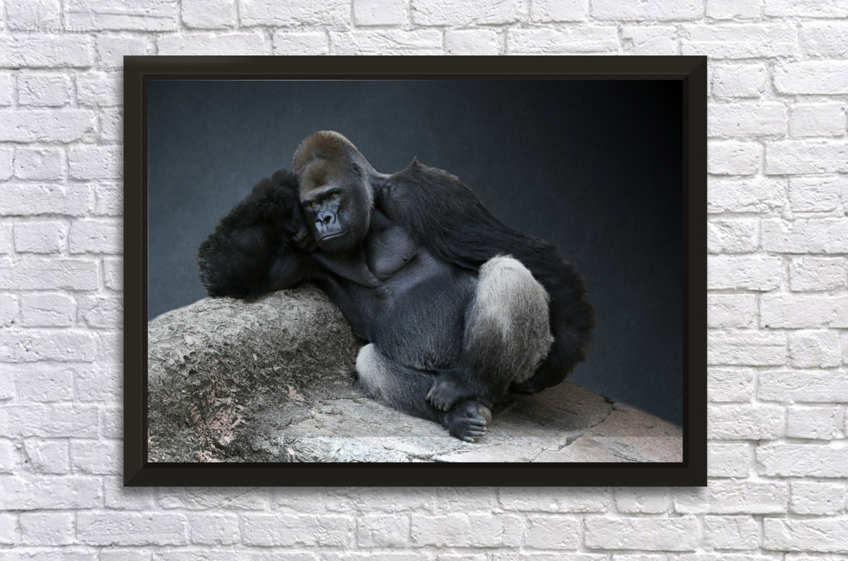 Off Duty Male Gorilla 7x5 by Studio Dalio Wall Art