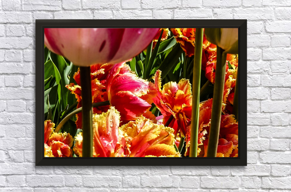Extreme Closeup Tulips of the Netherlands 92 in the Art in