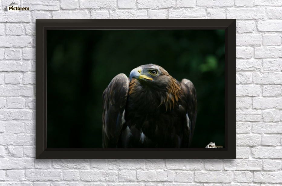 Golden Eagle Aquila Chrysaetos Pacificstock Canvas Artwork
