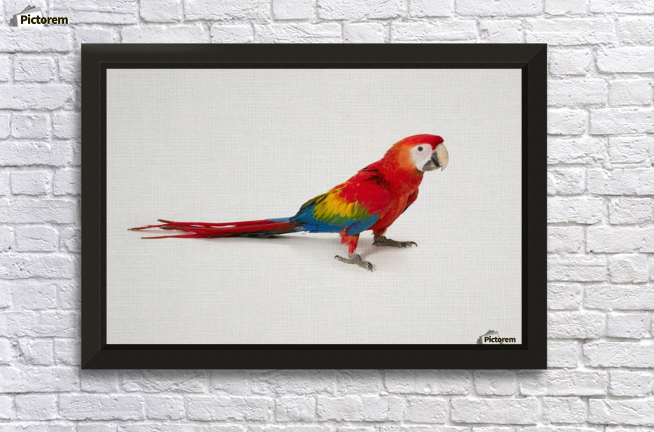 A scarlet macaw parrot on white background Wall Decor Frame