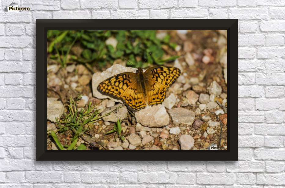 A Variegated Fritillary Butterfly (Euptoieta claudia) soaks up sunlight; Tahlequah, Oklahoma, United States of America Wall Decor Frame