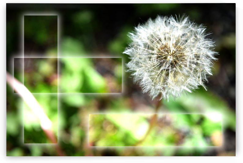 Fragile et résistante by Guy Charest