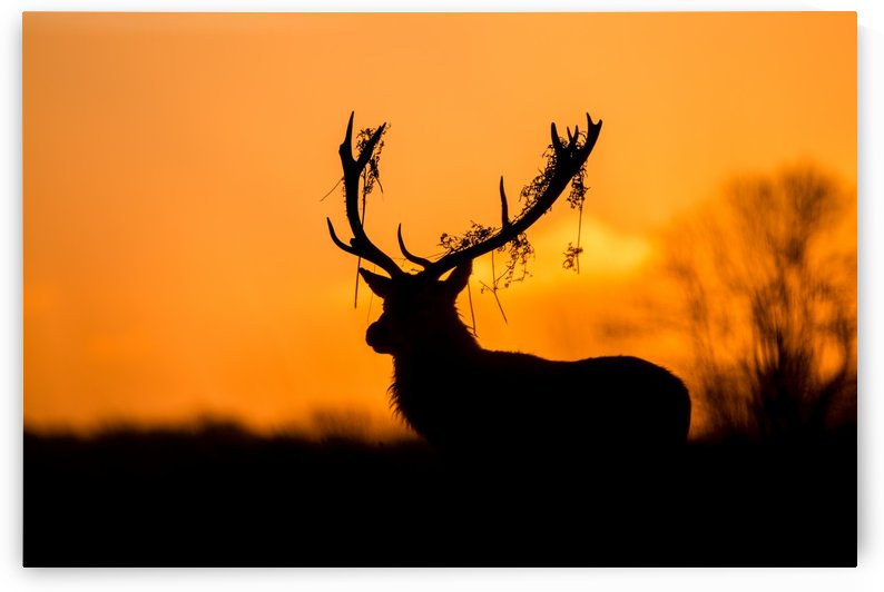 Red Deer Stag Silhouette by 1x
