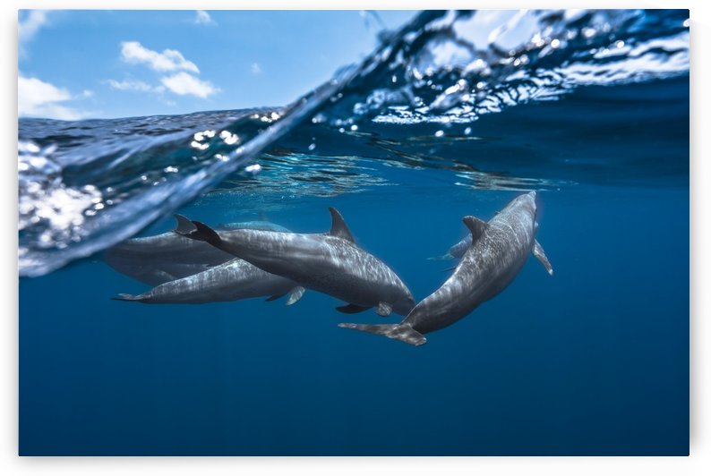 Dolphins by 1x