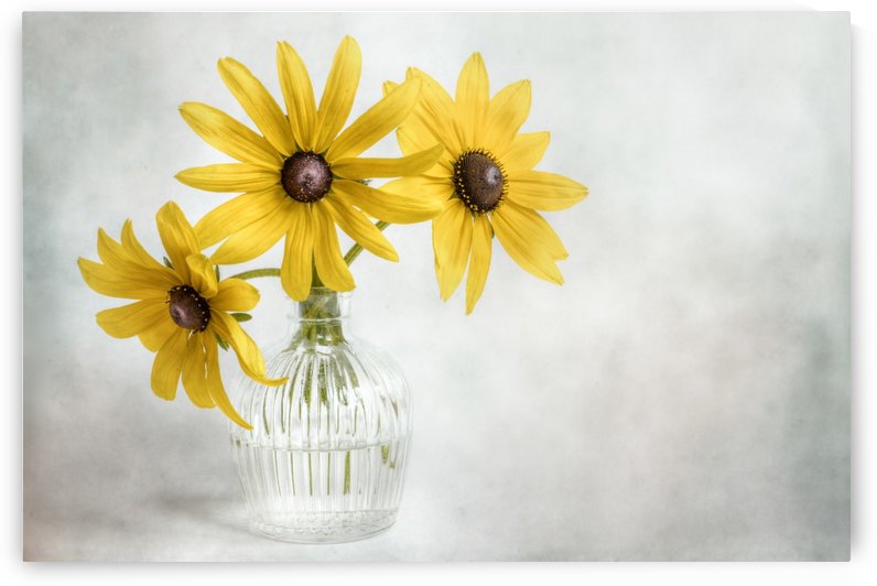 Rudbeckia by 1x