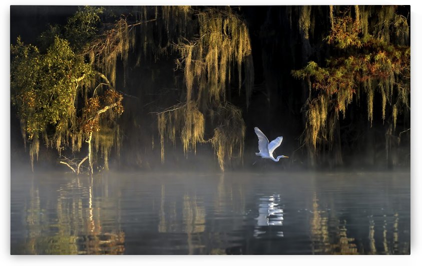 Egret by 1x