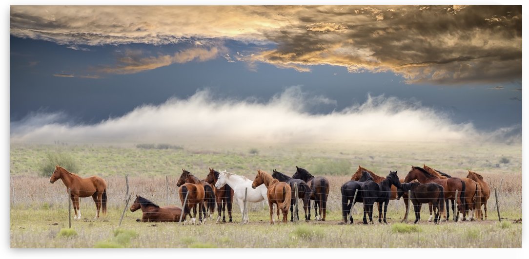 Horses by 1x