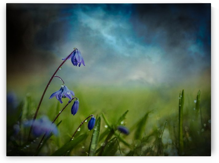 After the spring rain by 1x