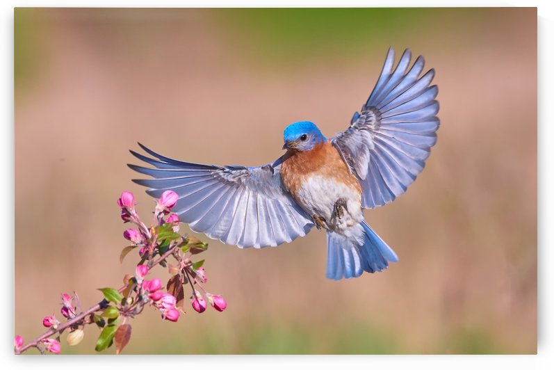 Colorful Spring by 1x