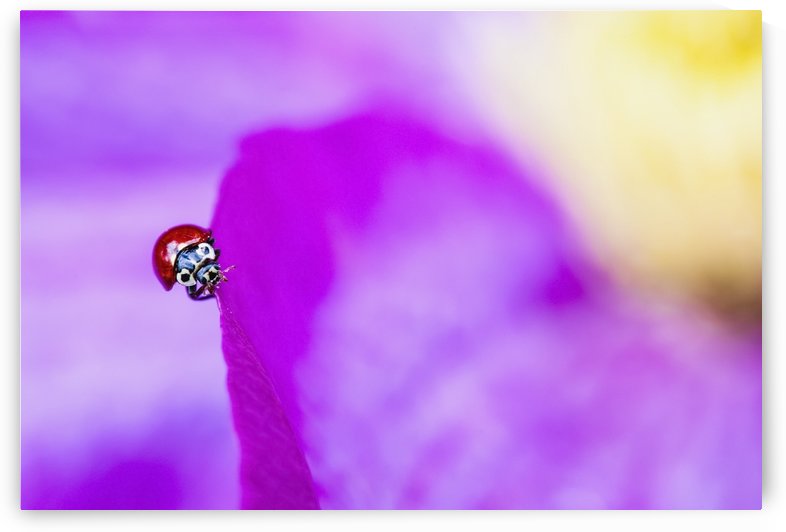 A ladybug on a pink clematis;British columbia canada by PacificStock