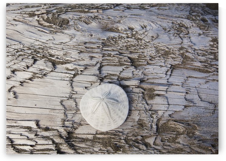 A sandollar on a piece of driftwood on coastal british columbia;Vancouver island british columbia canada by PacificStock