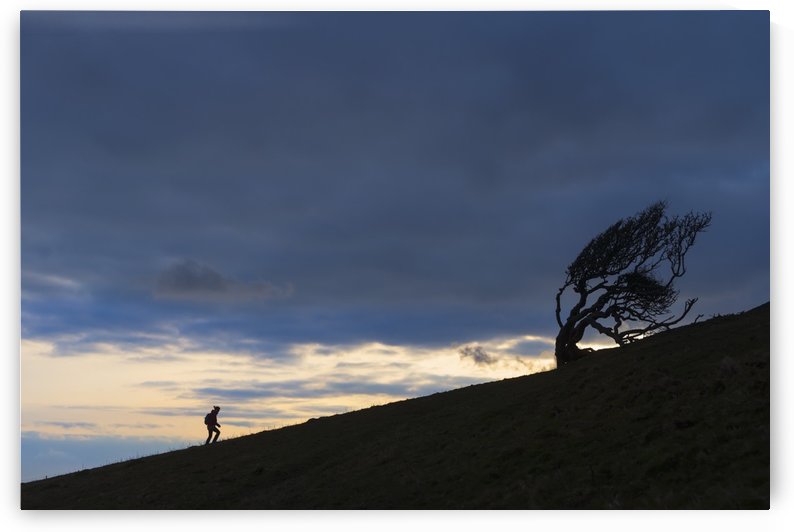Silhouette of woman walking uphill past gnarled tree near Golden Cap on the Jurassic Coast; Seatown, Dorset, England by PacificStock