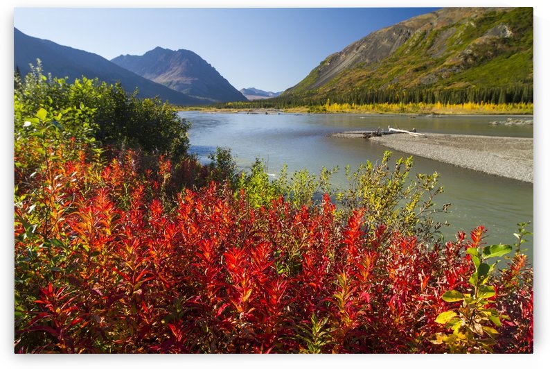 Colourful foliage changing from summer to autumn, South of Denali National Park and Preserve, viewed from Parks Highway, interior Alaska; Alaska, United States of America by PacificStock