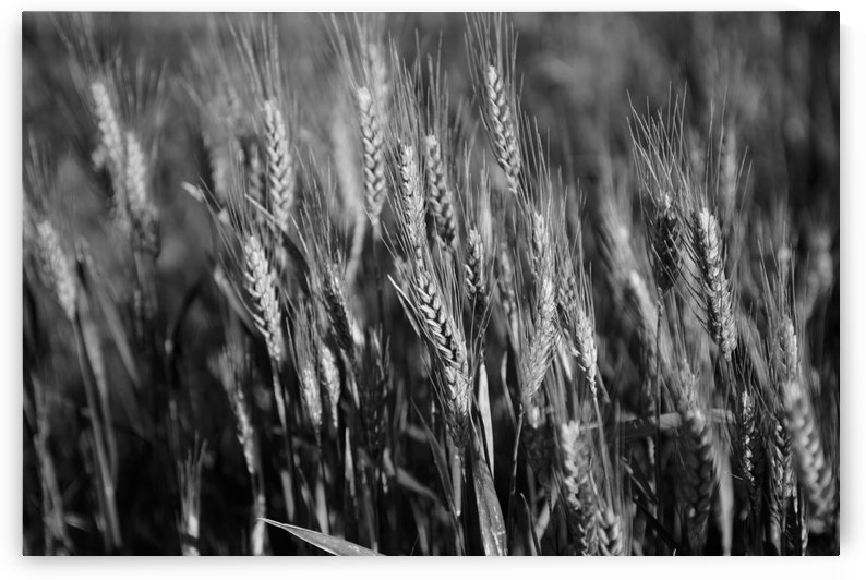 Black and white image of barley grain in the rolling fields in Palouse County of Eastern Washington; Washington, United States of America by PacificStock