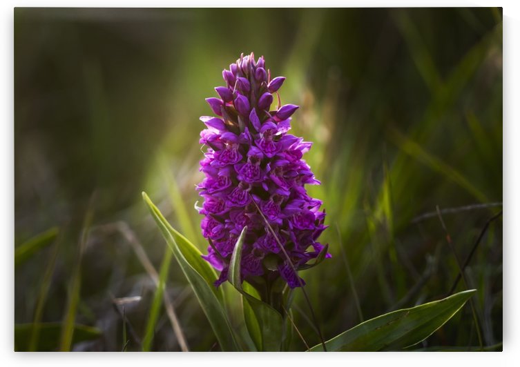 Close up of a pink hyacinth; South Shields, Tyne and Wear, England by PacificStock