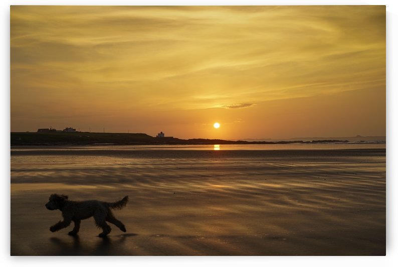 A dog runs across a wet beach with the golden sun setting in an orange sky along the coast and Bamburgh Castle in the distance; Bamburgh, Northumberland, England by PacificStock