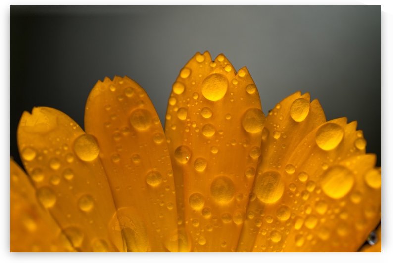 Close up of water droplets on orange flower petals; South Shields, Tyne and Wear, England by PacificStock