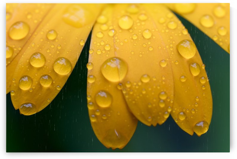 Close up of water droplets on yellow flower petals; South Shields, Tyne and Wear, England by PacificStock