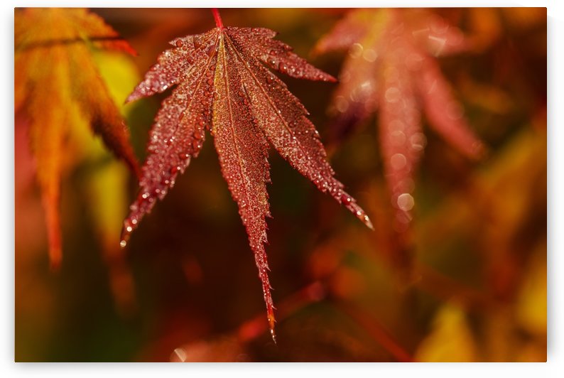 Japanese Maple (Acer palmatum) turning red in the autumn; Astoria, Oregon, United States of America by PacificStock