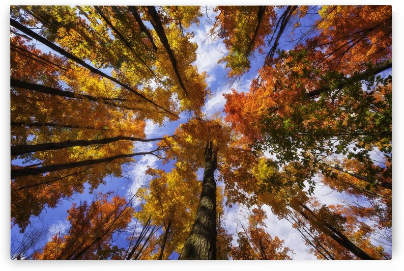 The very colourful canopy of the Ontario forests in autumn; Ontario, Canada by PacificStock