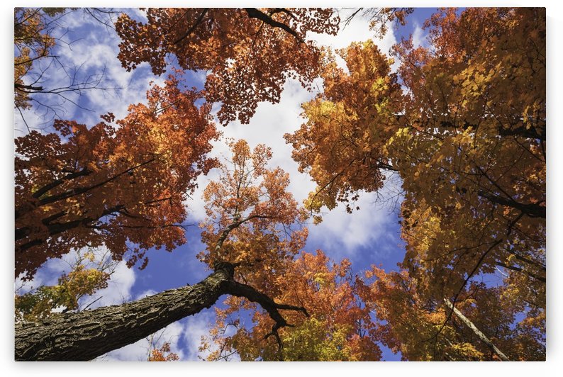 Looking up at the colourful canopy of leaves in Algonquin Park; Ontario, Canada by PacificStock