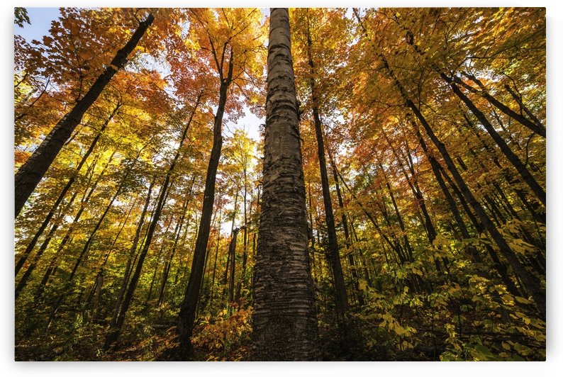 Looking up at the colourful canopy of leaves of Algonquin Park; Ontario, Canada by PacificStock