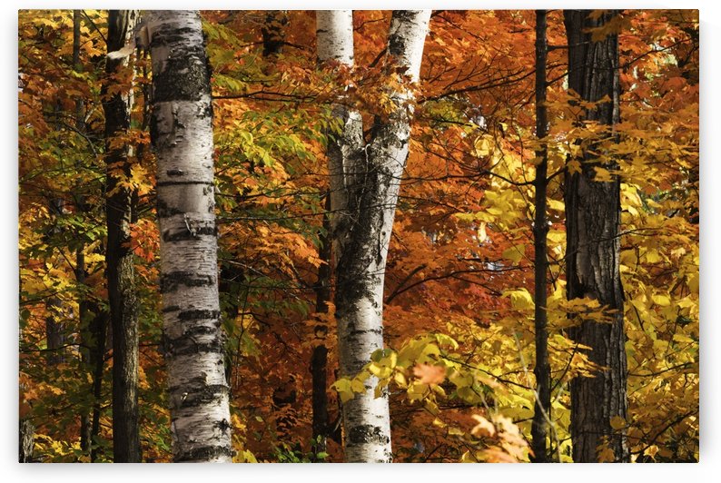 The colourful leaves and birch tree trunks in Algonquin Park; Ontario, Canada by PacificStock