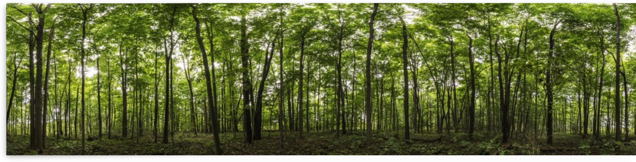 Panoramic image of a deciduous forest; Ontario, Canada by PacificStock