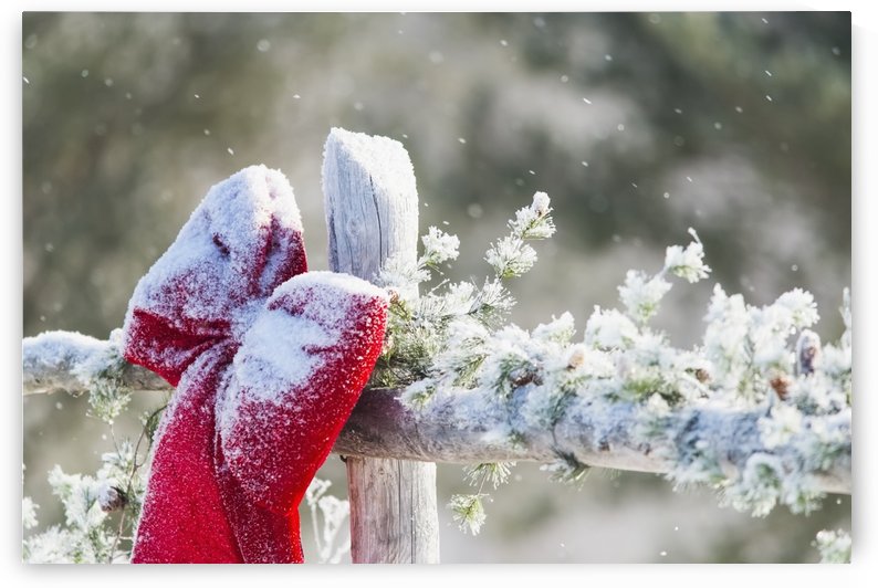 Fresh snow on holiday bow and decorations on fence post, Christmas season; Minnesota, United States of America by PacificStock